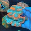 WYSIWYG Orange Rim Lobophyllia