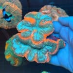WYSIWYG Orange Rim Lobophyllia