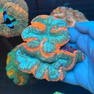 WYSIWYG Orange Rim Lobophyllia
