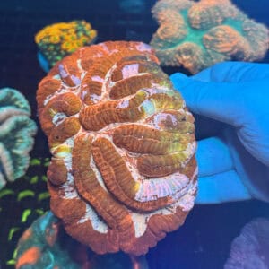 WYSIWYG Pink Splatter Symphyllia