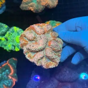 WYSIWYG Gold Flake Symphyllia