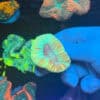 Aquamarine Rainbow Trachyphyllia