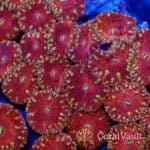 Ruby Halo Blastomussa Frag