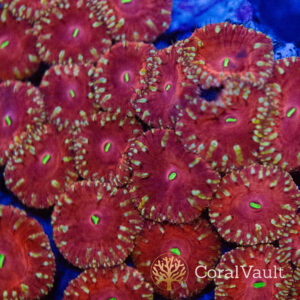 Ruby Halo Blastomussa Frag