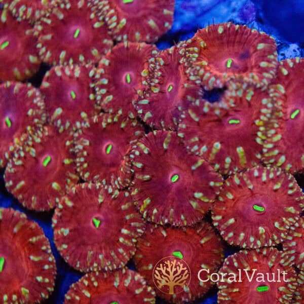 Ruby Halo Blastomussa Frag