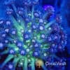 Blueberry Glitter Goniopora