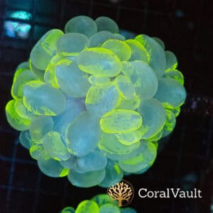 Neon Marble Bubble Coral