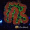 Barcode Trachyphyllia