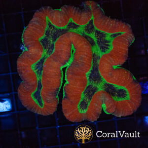 Barcode Trachyphyllia