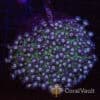 Blueberry Glitter Goni Frag