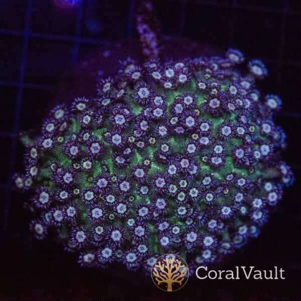 Blueberry Glitter Goni Frag
