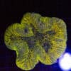 Golden Symphyllia