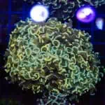 Bi-Colour Walling Hammer Coral