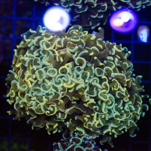 Bi-Colour Walling Hammer Coral