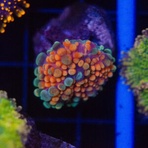 Chilli Globular Mushroom