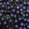 Blueberry Glitter Goni Frag