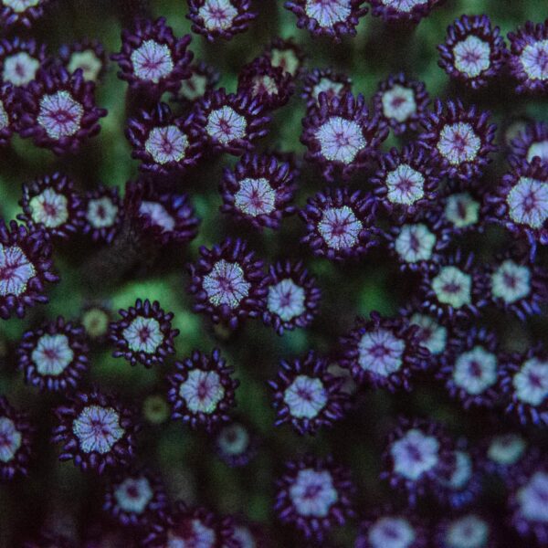 Blueberry Glitter Goni Frag