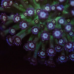 Blueberry Glitter Goniopora XL colony
