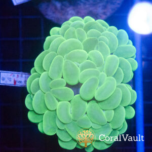 Neon Green Bubble Coral