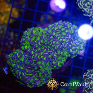 Buzz Lightyear Walling Hammer