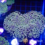 Rainbow Walling Hammer