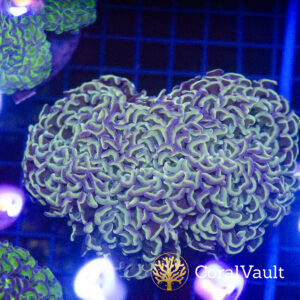 Rainbow Walling Hammer