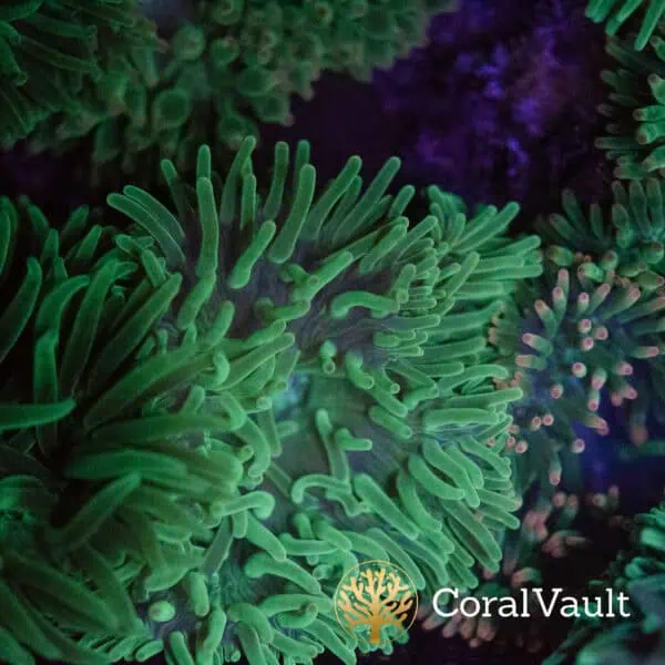 DSC_0625 Green Anemone