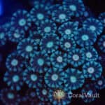 Blue Alveopora