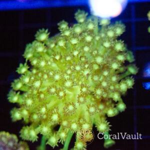 Lemon Drop Goniopora