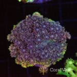 Blueberry Charge Goniopora