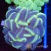 Lightning Storm Bubble Coral