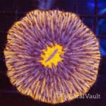 Golden Meridian Fungia Plate