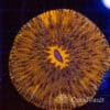 Lava Forge Fungia