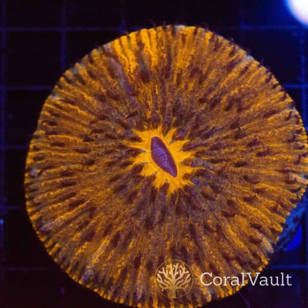 Lava Forge Fungia