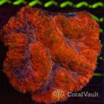 Pinky Orange Symphyllia