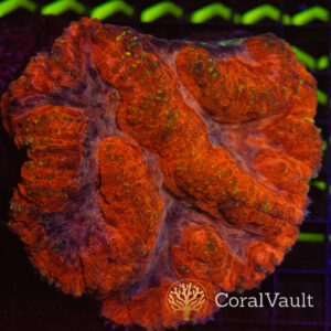 Pinky Orange Symphyllia