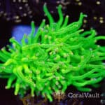 Pink Tip Grail Torch