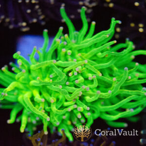 Pink Tip Grail Torch