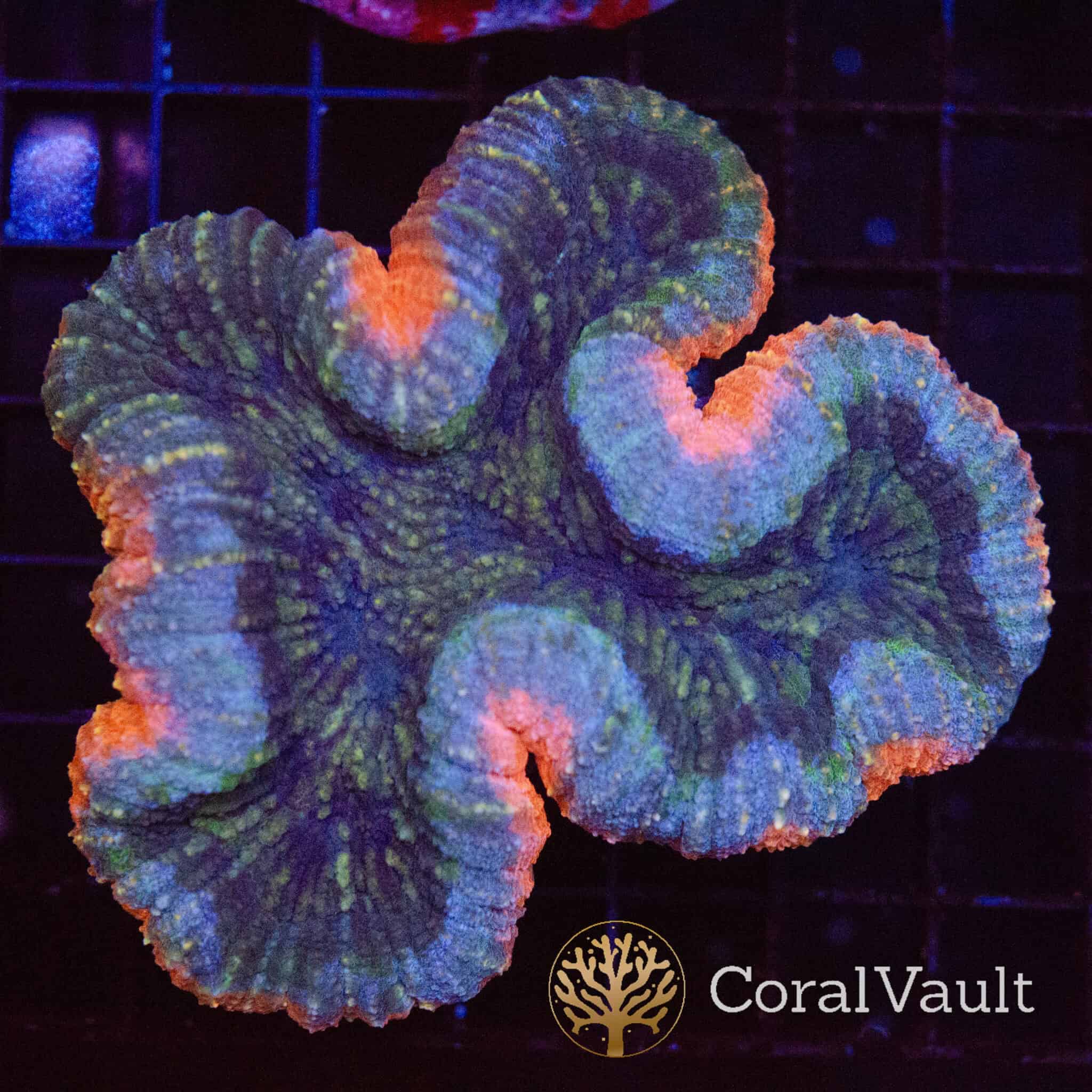 Symphilla Tie Dye Symphyllia - CoralVault