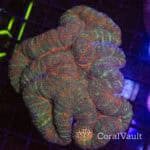 Copper Heath Symphyllia