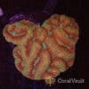 Tropical Blast Symphyllia