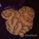 Tropical Blast Symphyllia