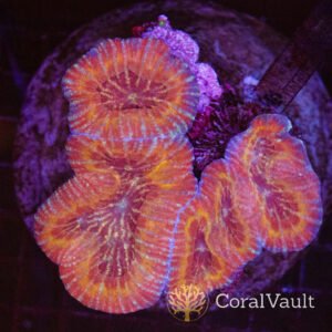 Tequila Explosion Symphyllia