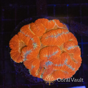 Orange Dream Symphyllia