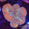 Amber Crown Symphyllia