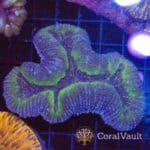 Blue Green Symphyllia