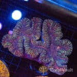 Inferno Wave Symphyllia