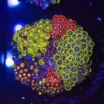 Fluoro Carnival Zoa Garden
