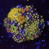 Electric Vale Zoa Garden