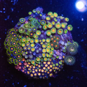 Prism Grove Zoa Garden